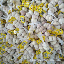 Fresh Garlic Packed in 3p with 10kg Mesh Bag